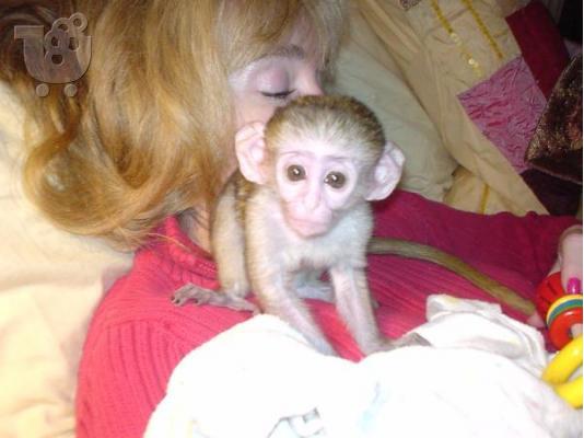 PoulaTo: διαθέσιμους πιθήκους καπουκίνης / capuchin monkeys